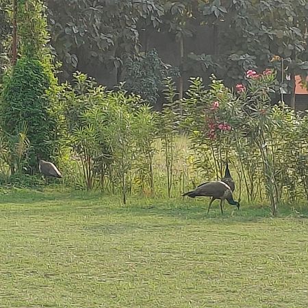 Nature Homestay Varanasi Esterno foto