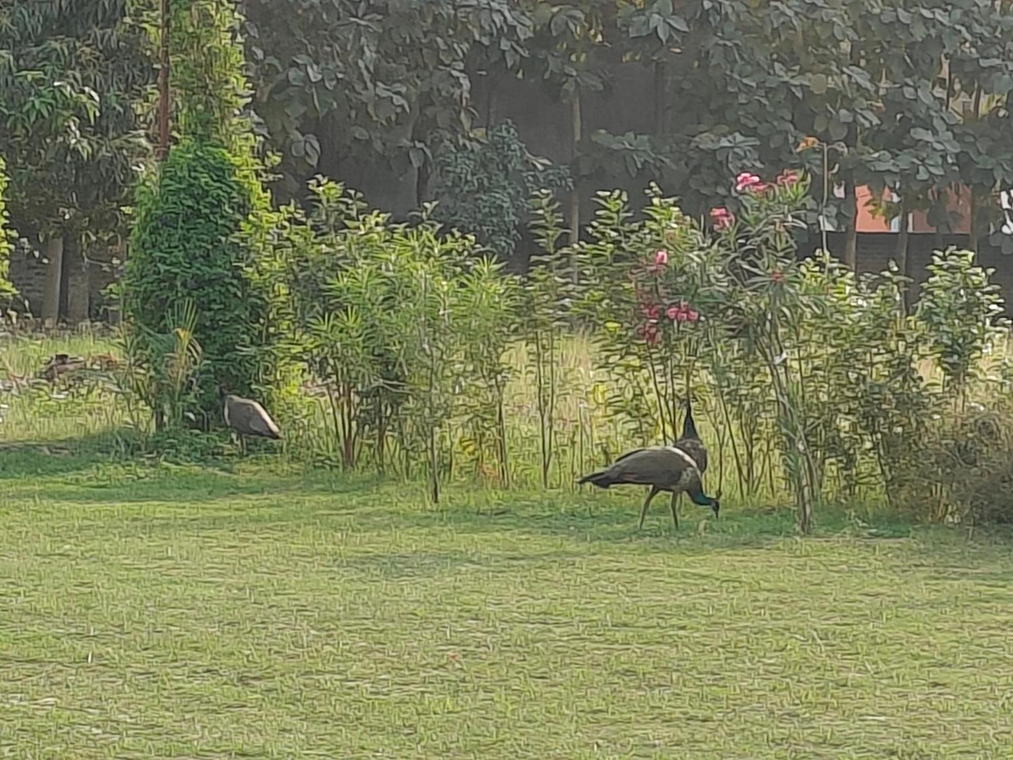 Nature Homestay Varanasi Esterno foto